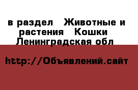  в раздел : Животные и растения » Кошки . Ленинградская обл.